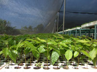 reforestation efforts in its baby statges for the Flora Fauna Cultura.org Organization!